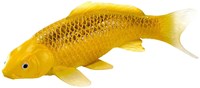 Mojo Sealife Koi Karper - Kin Matsuba Koi - 381105
