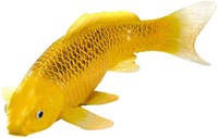 Mojo Sealife Koi Karper - Kin Matsuba Koi - 381105-2