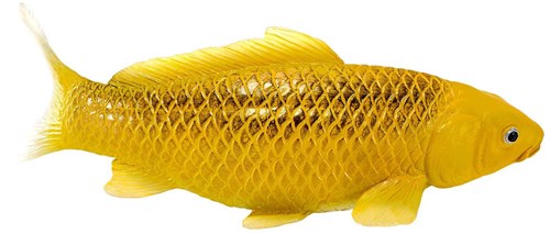 Mojo Sealife Koi Karper - Kin Matsuba Koi - 381105-3