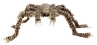 Hairy Spider 74408