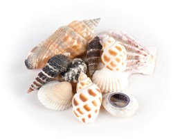 Eduplay seashells toy in organza bag - discover and play