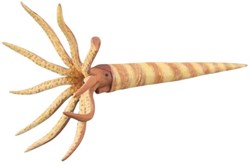 Collecta play figure Orthoceras prehistoric animal PVC 13 cm
