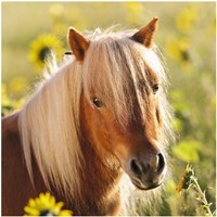 Ravensburger puzzle ponies kids puzzle 3x49 pieces horses-3