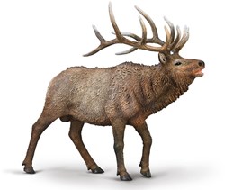 Collecta elk XL - toy wild animal hand painted plastic figure