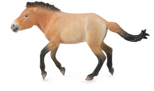 COLLECTA Przewalski Stallion - (XL)