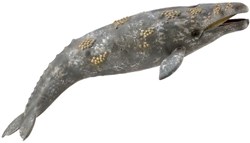 COLLECTA Gray Whale - (XL)