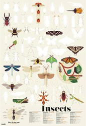 POPPIK Discovery Poster - Insects