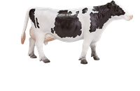 Mojo Farm toy Holstein Cow - 387062
