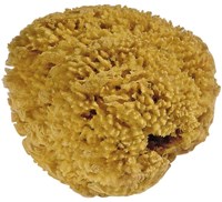 Mercurius natural sponge 100% natural for kids and creative play