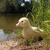 Rappa plush duck soft bird cuddly toy 24 cm for kids-2