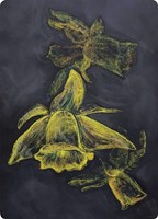 Kapitein Kalk card set - artistic chalkboard cards daffodil