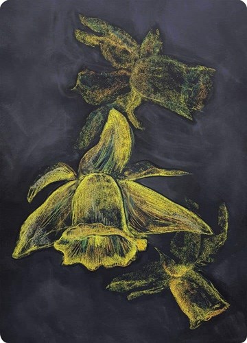Kapitein Kalk card set - artistic chalkboard cards daffodil