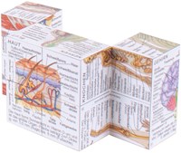 BigJigs Human Body-3