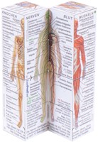 BigJigs Human Body-2