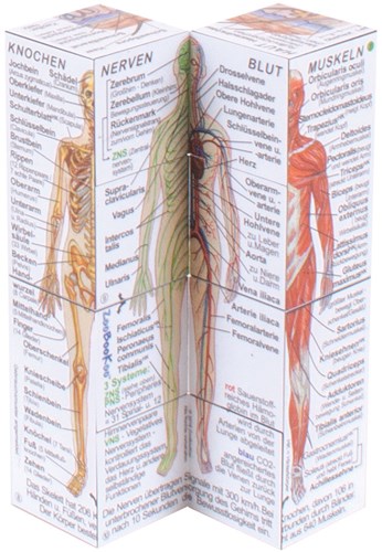 BigJigs Human Body-2