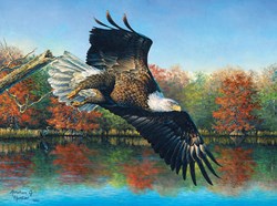 SunsOut puzzle Abraham Hunter - Wetlands Eagle - 1000 pieces