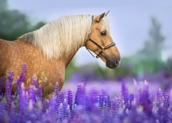 Bluebird Puzzle jigsaw puzzle Cheval dans un Champ de Lupin - 300 pieces