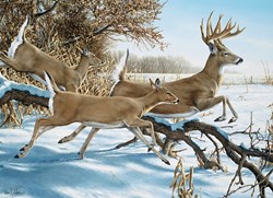 Cobble Hill jigsaw puzzle Breaking Cover - 1000 pieces nature fun