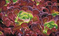 Diamond Dotz Diamond Dotz - Succulents - Pre-Framed Kit