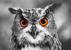 Enjoy Puzzle Curious Owl - 1000 Teile