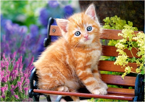 Castorland puzzle Ginger Kitten - 500 pieces - animal jigsaw