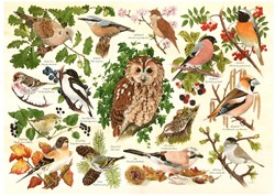 House of Puzzles jigsaw Woodland Birds 500 XL pieces cardboard