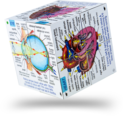 BigJigs Human Body