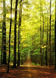 Eurographics Forest Path (1000)