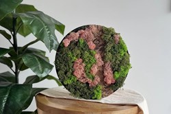 Little Creations DIY moss painting kit with reindeer moss pink decoration