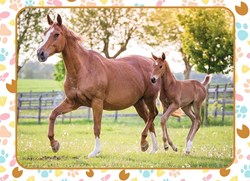 Nathan puzzle horses mom and foal - 60 pieces educational toy