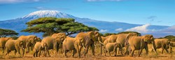 Nathan panoramic puzzle herd of elephants 500 pieces jigsaw game
