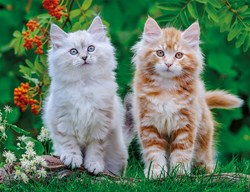 Nathan Jigsaw Puzzle Siberian Kittens 2000 Pieces Puzzle Adults