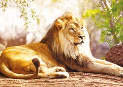 Nathan jigsaw puzzle King of the Savannah 1500 pieces adults
