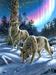 SunsOut Puzzle Wolves and Northern Lights - 1000 pieces jigsaw