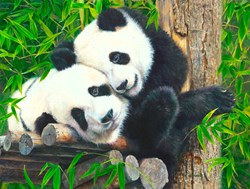 SunsOut puzzle XXL pieces - Bamboo Buddies - 300 pieces