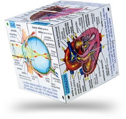 Bigjigs Human Body