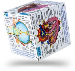 Bigjigs Human Body