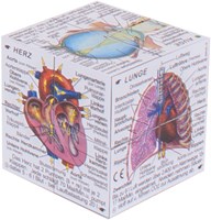 BigJigs Human Body