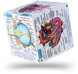 BigJigs Human Body Cube Book Italian